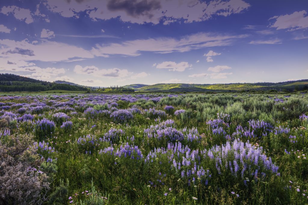Summer-lavender-wildflowers-in-sagebrush-below-Wyoming-Range-Sublette-County-Wyoming-